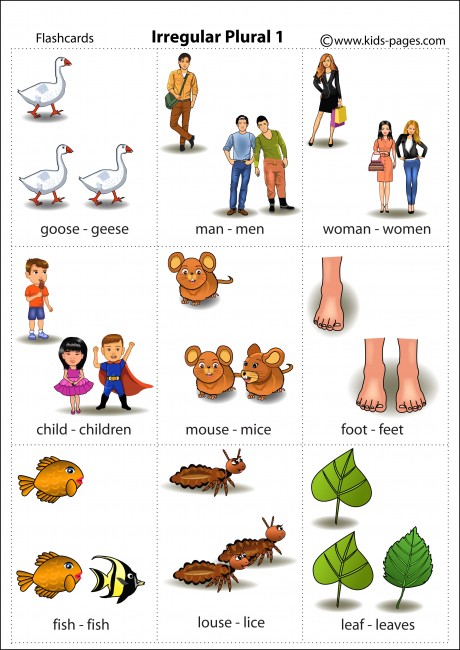 irregular-plurals-1-flashcard